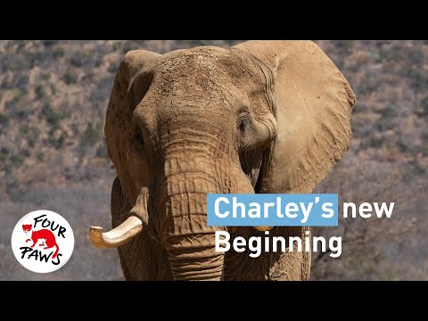 Former Circus Elephant "Charley" Gets Retirement of a Lifetime | FOUR PAWS | [SUBS]