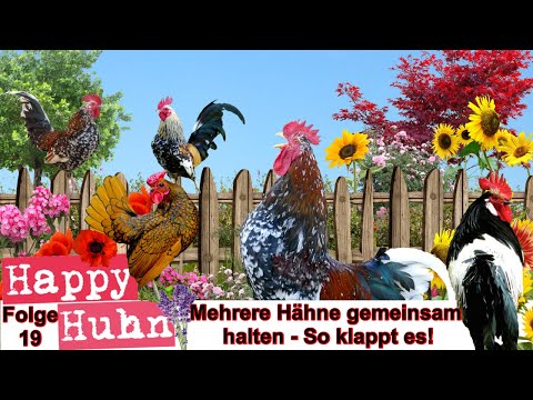 E19 Keeping several roosters together - HAPPY CHICKEN - How to socialize several roosters