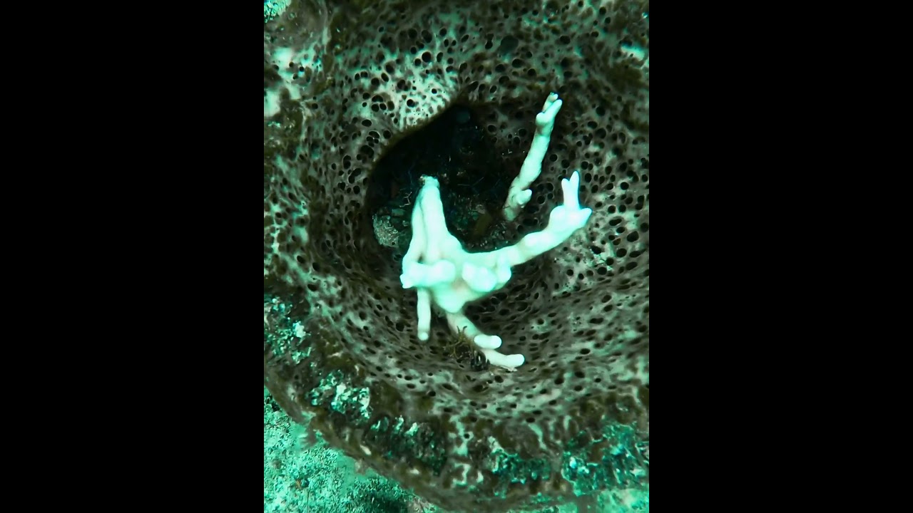 Sponge and coral #sponge #coral #underwater #reef #coralreef #coralreefenvironment