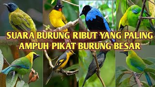 Download lagu SUARA BURUNG RIBUT ANDALAN para pikat burung di hu... mp3