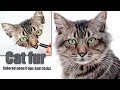 View 10 Realistic Cat Color Pencil Drawing
