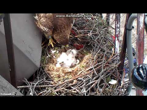 Myszołów rdzawosterny-Ithaca, Nowy Jork