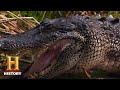 Swamp People Alligator Population Explodes Season 10 History