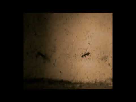 Thomas Hand Chaste - Ibezad (2024)