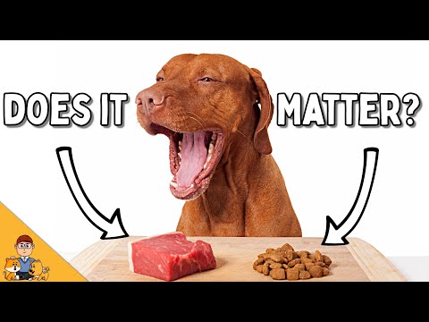 Does It Really Matter What You Feed Your Dog? - Veterinarian Explains