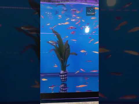 Danio fish tank   Tech Nova #Shorts