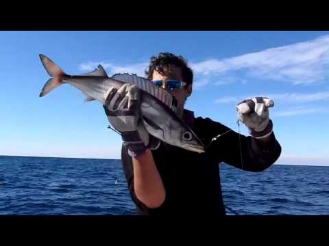 First gemfish for 2015