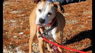 preview picture of video 'Darcy, a Sweet 10-year-old Hound/Boxer Mix ADOPTED in Manahawkin, NJ'