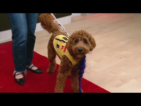 Tail waggin' Tuesday: Easy DIY pet Halloween costumes - YouTube