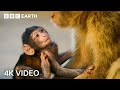 Two Hours Of Amazing Animal Moments 4K UHD BBC Earth