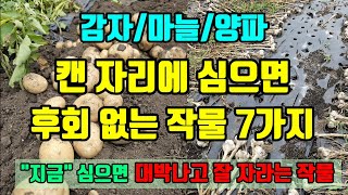 감자/마늘/양파 캔자리에 심으면 후회없는작물 7가지 지금 심으면 잘자라고 금값하는 작물 #감자캐고심는작물