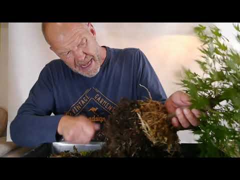 02. Juli 2021 Acer Palmatum - Die Abmoosung