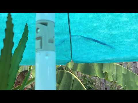 Đi mua cây dù giá rẻ về che nắng nóng trên 105 độ F cho cây,giúp cây không bị chết vì nhiệt độ cao.