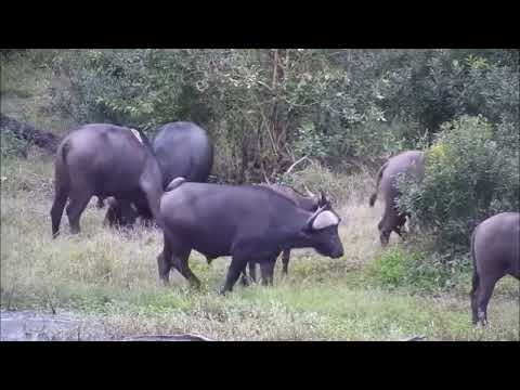 Djuma: Buffalo herd comes to the dam-Pt:2 - 0: 06 - 05/27/2023