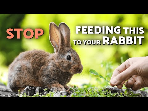 Rabbit DIET GUIDE: Everything Your Rabbit Can and Can’t EAT 🐰🥕 (Complete Feeding Compilation)