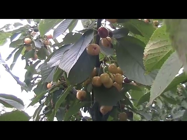 Черешня Дрогана жёлтая