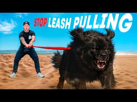 How to FIX any DOG PULLING on The Leash!