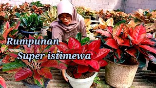 Download lagu Aglonema rumpunam istimewa hadir lagi di sini #tanamanhiasmurah mp3