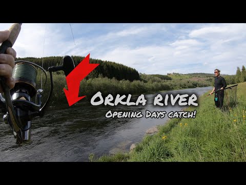 Opening Days Surprise - Beautiful Salmon on the Orkla River