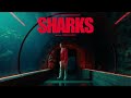 Imagine Dragons - Sharks (Audio)