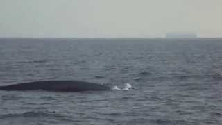 preview picture of video 'Whales watching in Sri Lanka – Shanti Travel'