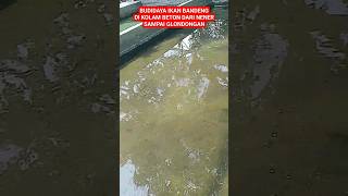 Download lagu BUDIDAYA IKAN BANDENG DI KOLAM BETON #bibitikanbandeng #milkfish mp3 Download lagu BUDIDAYA IKAN BANDENG DI KOLAM BETON #bibitikanbandeng #milkfish mp3