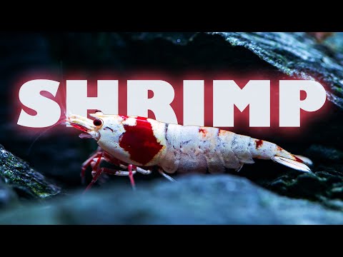Ultimate Guide to Freshwater Aquarium Shrimp