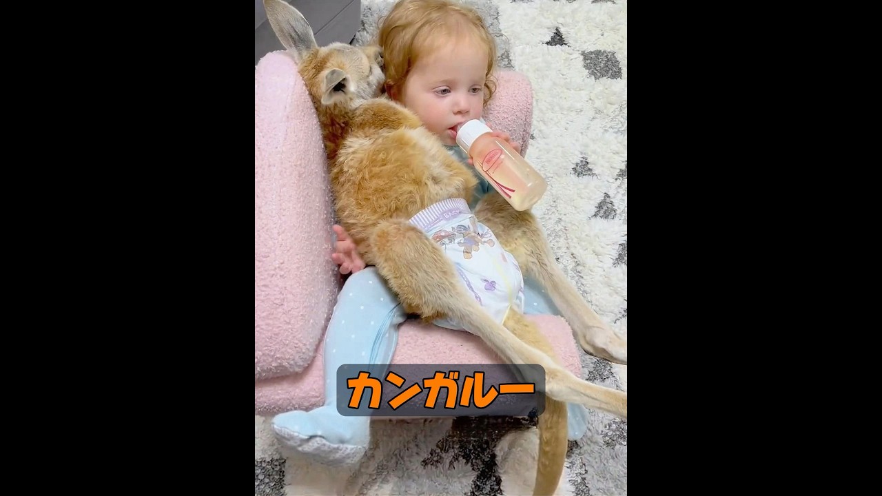 なぜ母カンガルーはこんなことをするのだろうか？ #動物 #animals #自然