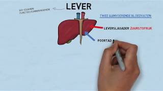 Biologie Lever