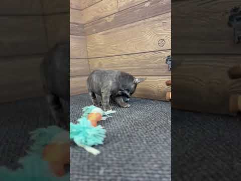 Video 3