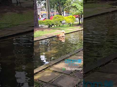 #armeniaquindio #quindio #ejecafetero #calarcaquindio #MontenegroQuindio #circasiaquindio #pijao