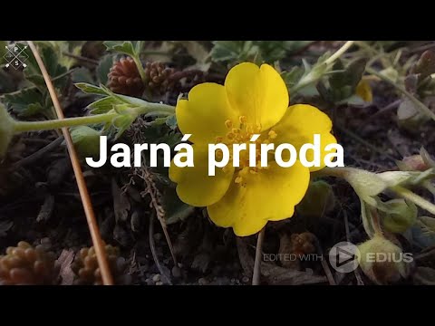 Jarná príroda (školská úloha)