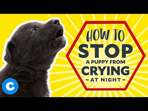How to Stop a Puppy From Crying at Night