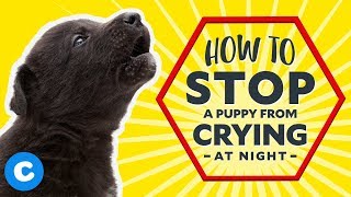 How to Stop a Puppy From Crying at Night