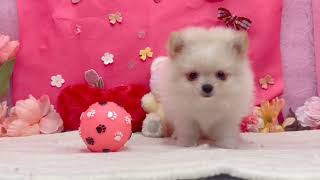 ハーフ犬の動画01