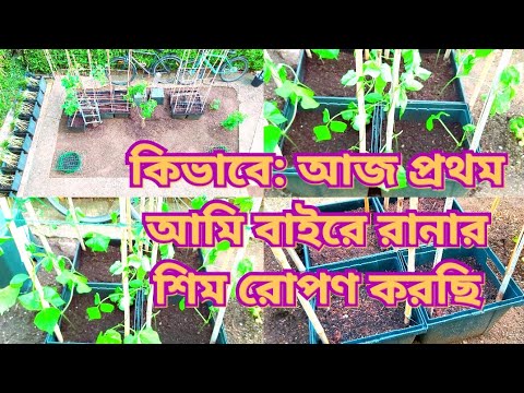 , title : 'How to Grow British English Runner Beans and How to planting them in a containers |Shoukher Bagan UK'