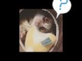 小さなお猿