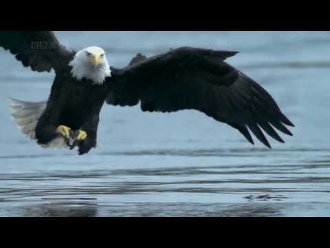 AQUILA VS SALMONE - BALD EAGLE VS SALMON (HD)