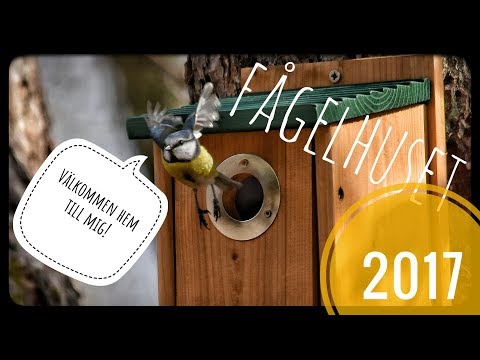 Fågelhuset 2017