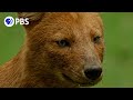 Dhole Pack Coordinates Attack on Deer