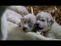 White lion cubs just born - HD