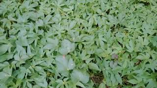 Talbos Ng Kamote #trending #support #talbosngkamote #buhayprobinsya