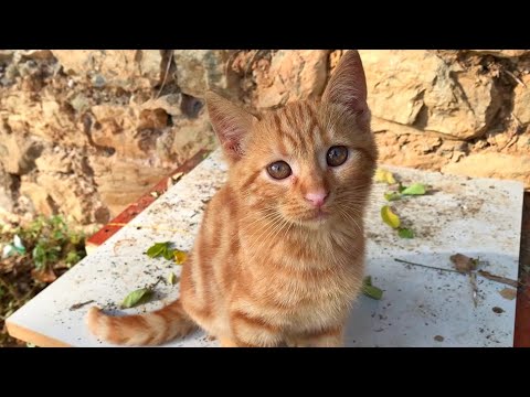Cute hungry kitten freaked out when she saw the food