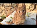 Cute Hungry Kitten Freaked Out When She Saw The Food