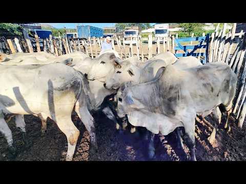 FEIRA DO GADO EM CUPIRA-PE    29-04-2026 #nordeste