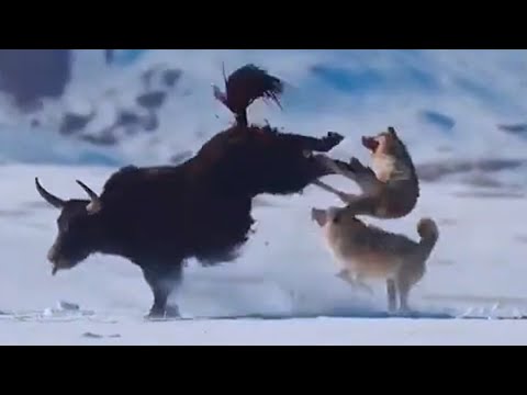 Even wolves are AFRAID of these giants! Wild Yak - Aggressive mountain wanderer!