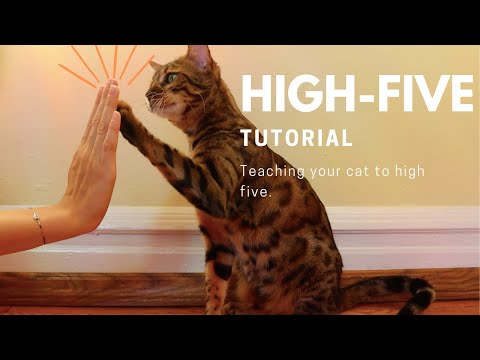 how to teach your cat to highfive