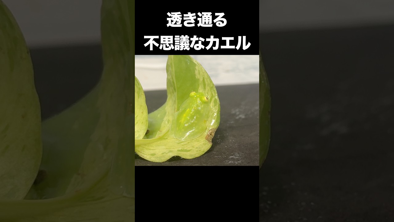 おやすみグミガエル　Cute Frog Video