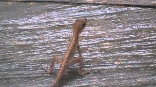 preview picture of video 'Reptiles of Colombia: Anolis sp. ??'