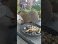 The baby groundhogs